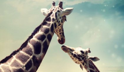 Mother and baby giraffe