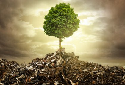 tree in rubble