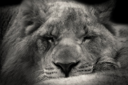 Nukkuva leijona