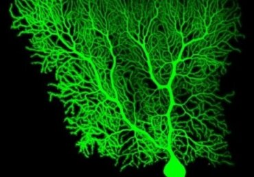 Purkinje Neurons The Enigmatic Cells Of The Cerebellar Cortex