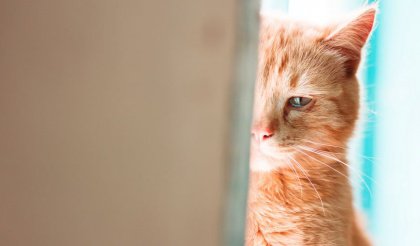Kat om een hoekje