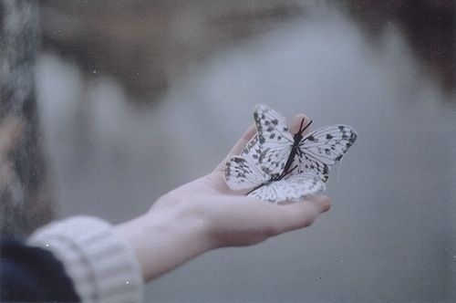 Butterflies in the palm of a hand 