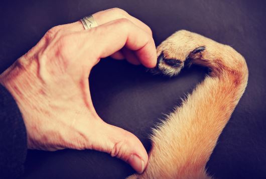 7 Things My Dog Has Taught Me