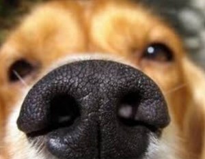25 Wonderful Gifts from Our Dogs