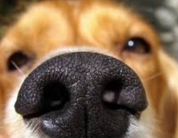 25 Wonderful Gifts from Our Dogs