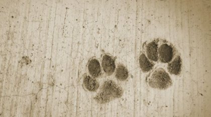 pawprints-2-420x234