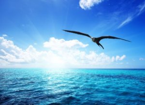 Dream and Take Flight!