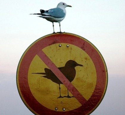 bird-on-no-birds-sign