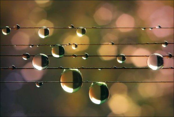 Close-up of water droplets on wires
