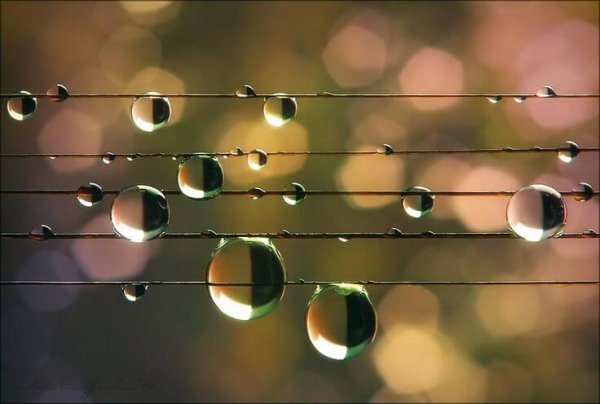 Close-up of water droplets on wires 