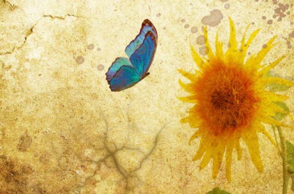 Butterfly and sunflower