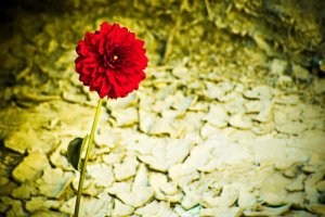 Resilient Personalities, Strong Personalities