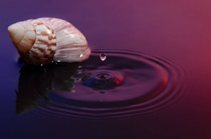 shell-drop-of-water