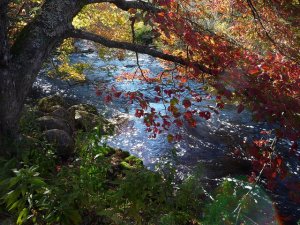 Learning Through Acceptance