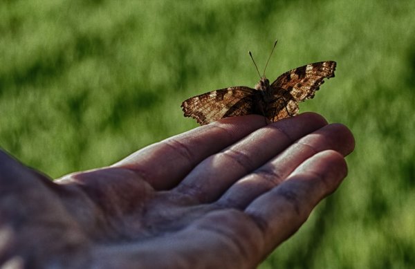 The Man and the Butterfly: When Helping Doesn't Help