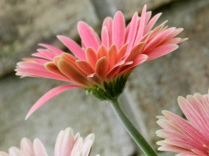 Why Is Self-esteem Important?