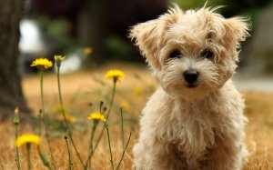 Dogs Don't Die, They Go To Sleep Within Your Heart