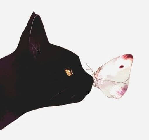 cat and butterfly