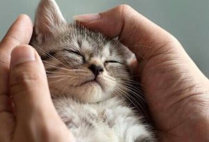 Time Spent With Cats Is Never Time Wasted