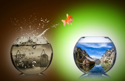 goldfish jumping to another fishbowl