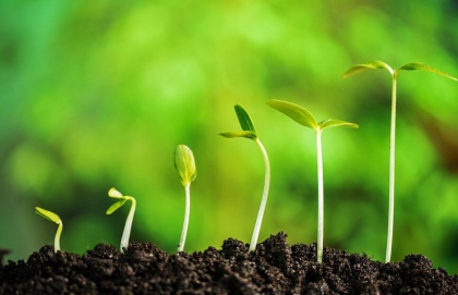 sprouts
