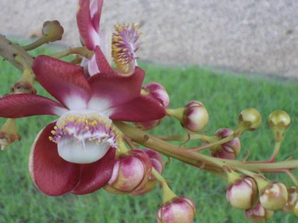 orchid