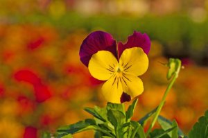 Sometimes It's Smarter to Bet on Intuition