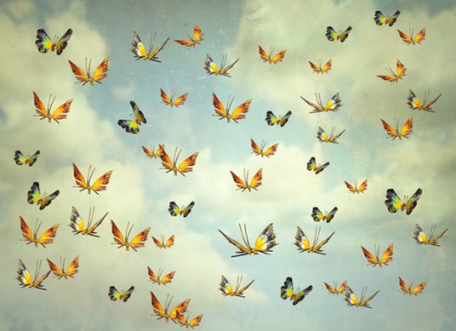Butterflies