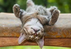 4 Psychological Benefits of Naps