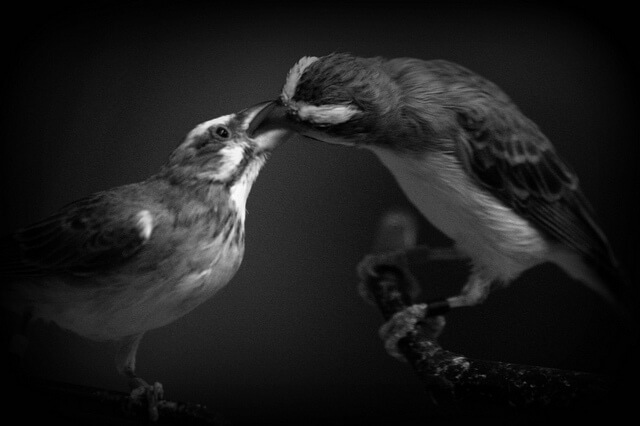 one bird feeding other help