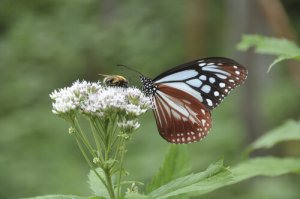 Fly Like a Butterfly and Sting Like a Bee