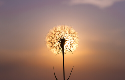 dandelion in front of the sun mindfulness