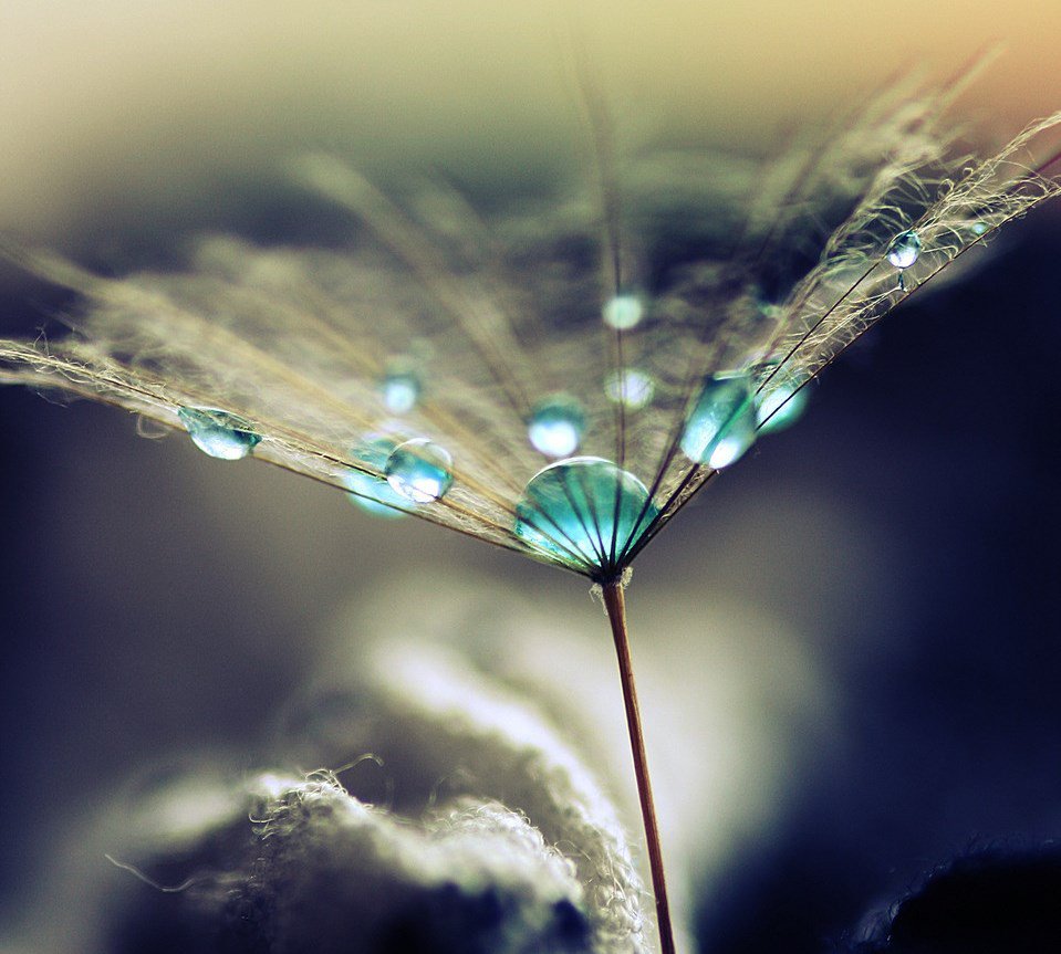 dew on a plant