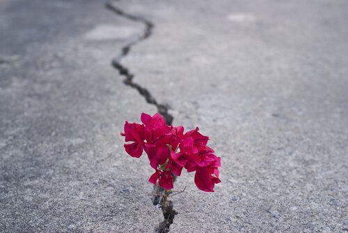 pink flowers in pavement crack men