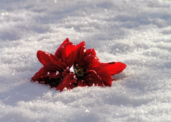 red flower on snow