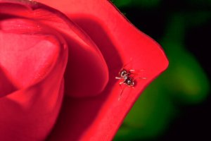 The Rose and The Toad: Inferiority and Superiority Complexes