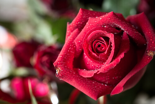 roses ends