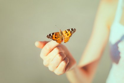 Orange Butterfly on Finger