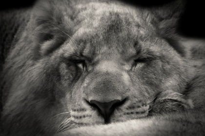 sleeping lion