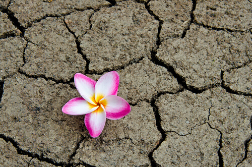 flower dry dirt