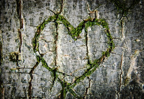 green heart tree trunk