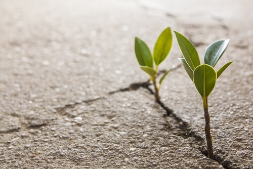 growing plant