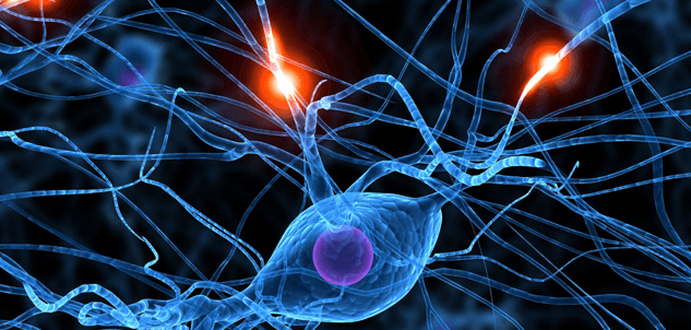 Neurons