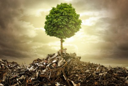 tree in rubble