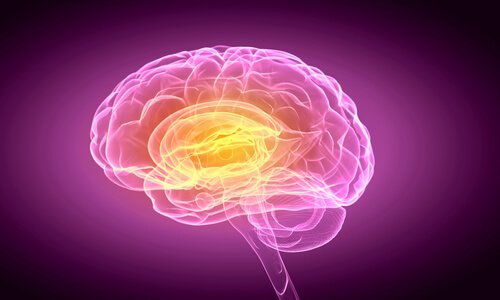 human brain indecisive