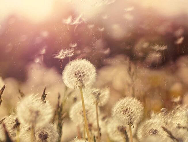 dandelions grow