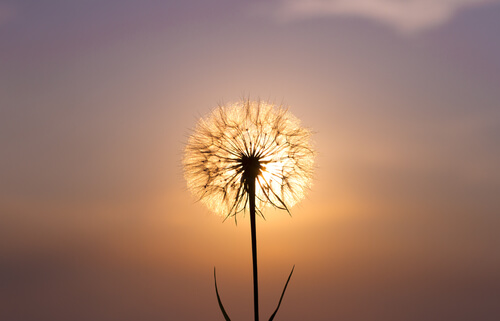 dandelion