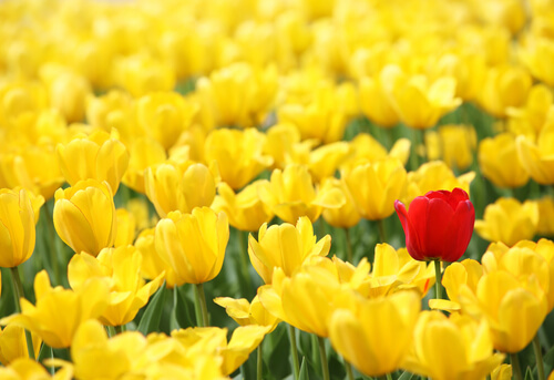 one red flower in field of yellow spiritual