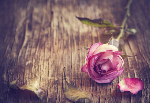 single pink rose romantic