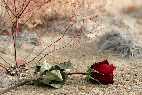rose on the ground